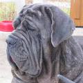 Mastino Napoletano 